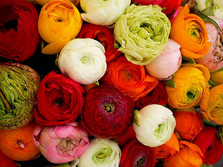 Image result for ‫گل آلاله‬&lrm;