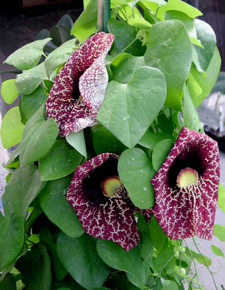 روش نگهداری آریستولوشیا الگانس چگونه است ؟ 689288Aristolochia%20Elegans2 - روش نگهداری آریستولوشیا الگانس چگونه است ؟