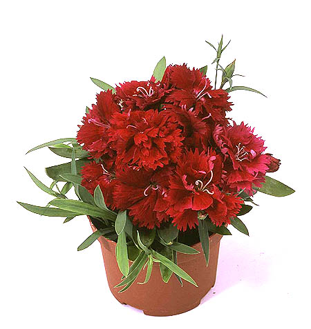 http://www.moghaan.com/images/more_product_images/image/890960Dianthus%20double%20red2.jpg