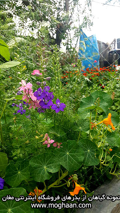 گل زبان در قفا