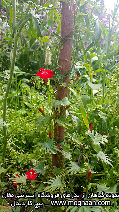 پیچک کاردینال