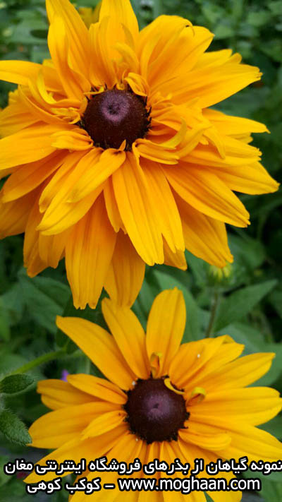 گل کوکب کوهی