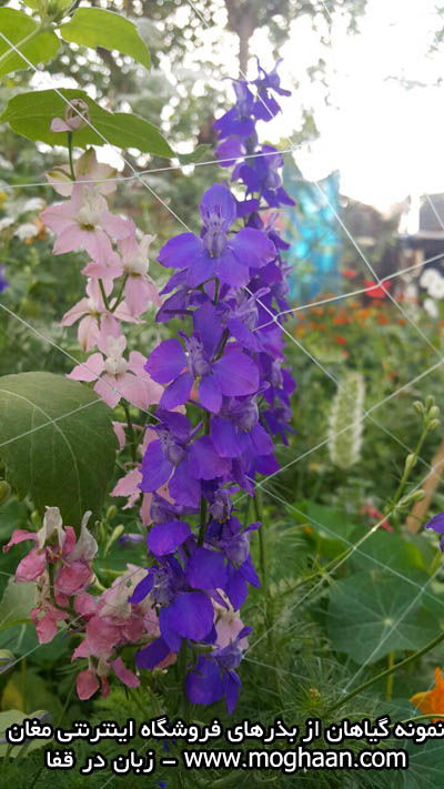 گل زبان درقفا