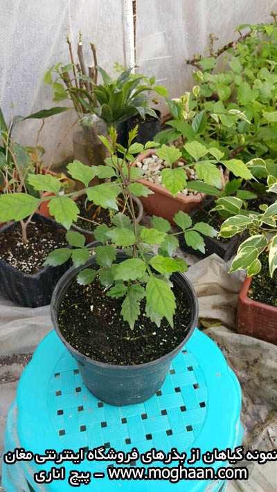 گل پیچ اناری