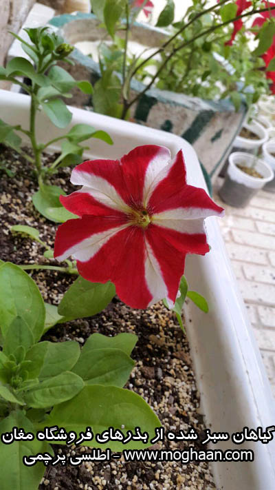 گل اطلسی پرچمی