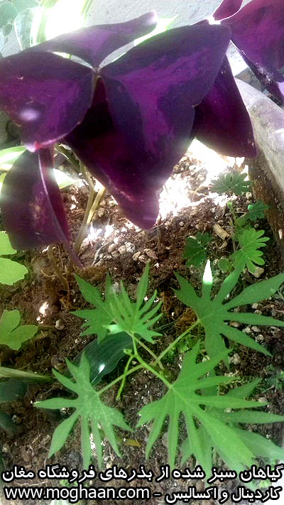 اکسالیس و کاردینال