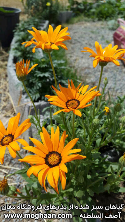 گل آصف السلطنه