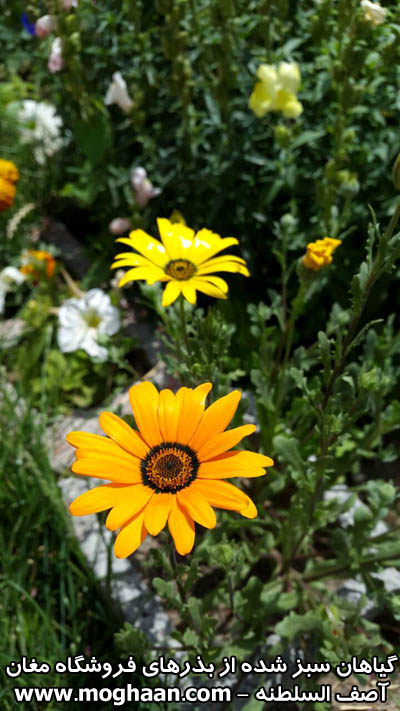 گل آصف السلطنه