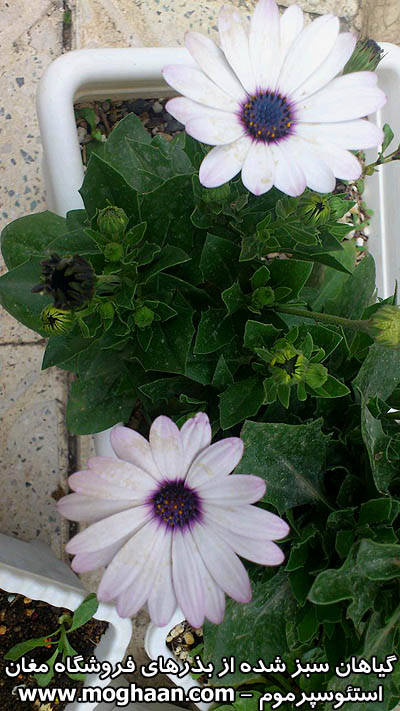 گل استوسپرموم