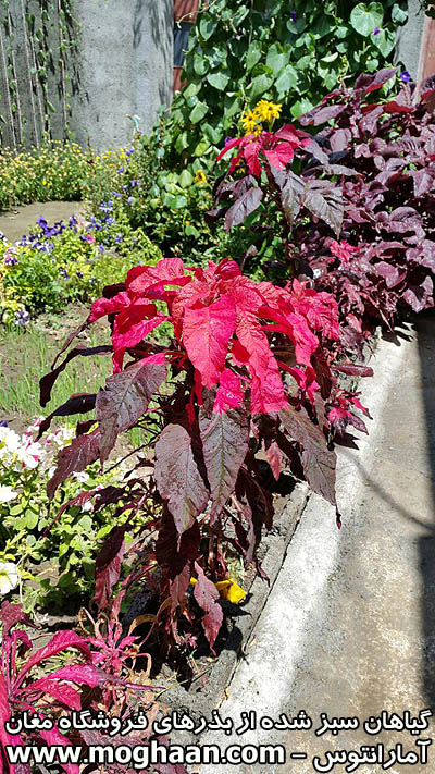 گل آمارانتوس