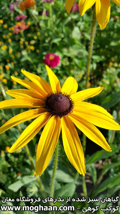 گل کوکب کوهی