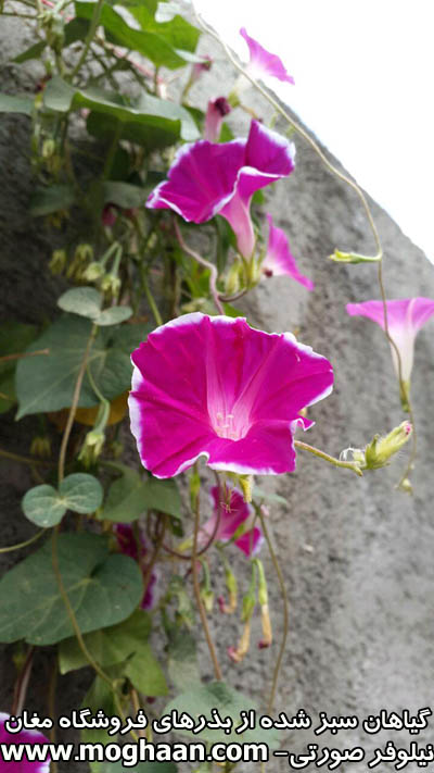 گل نیلوفر صورتی