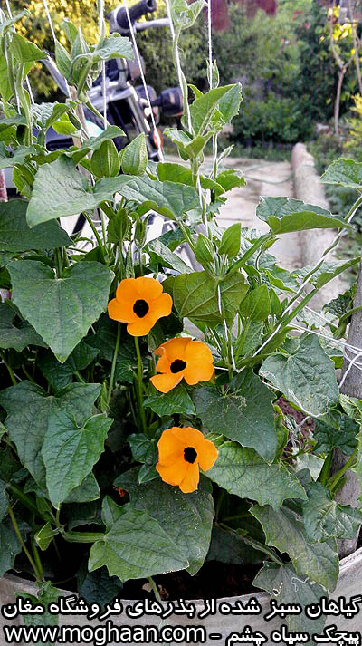 گل پیچک چشم سیاه