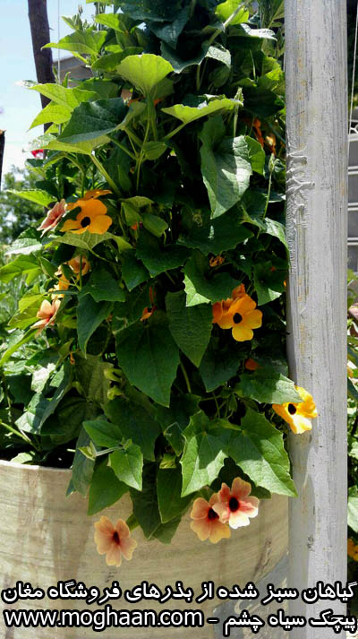 پیچ سیاه چشم