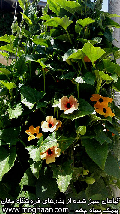 گل پیچ سیه چشم