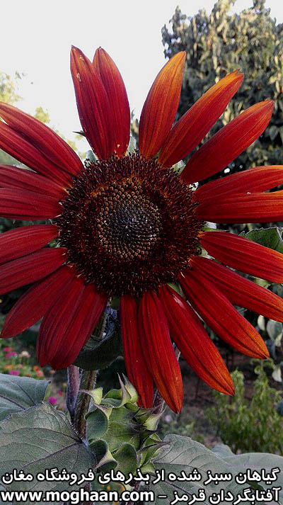 گل آفتابگردان قرمز