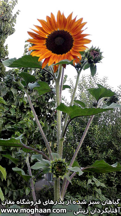 گل آفتابگردان زینتی