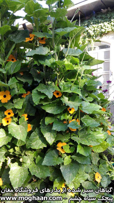 پیچک سیاه چشم