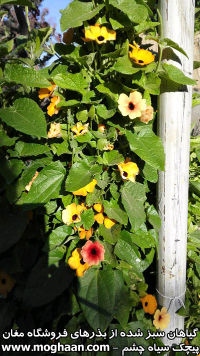 گل سیاه چشم