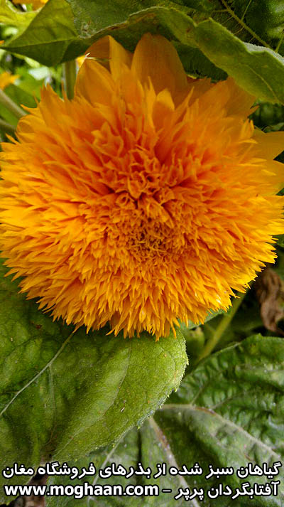 گل آفتابگردان پرپر