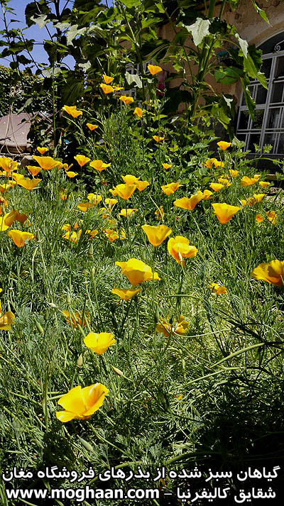 شقایق کالیفرنیا