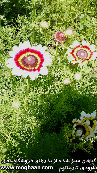 داودی کاریناتوم