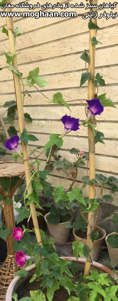 نیلوفر ژاپنی