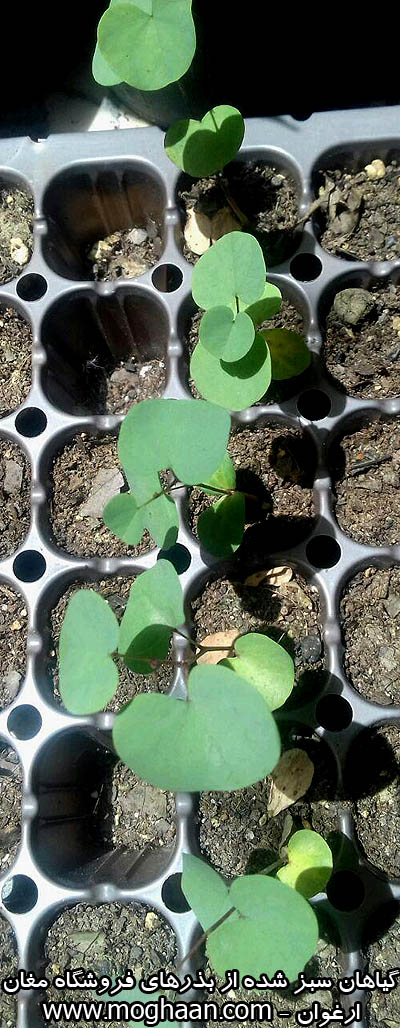 درخت ارغوان