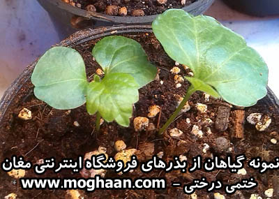 گل ختمی درختی