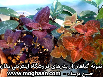 گل حسن یوسف