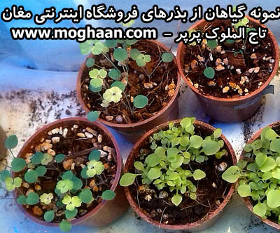 گل تاج الملوک پرپر