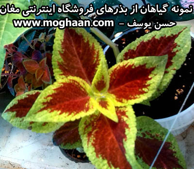 گل حسن یوسف