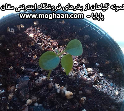 خربزه درختی