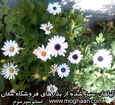 استئوسپرموم