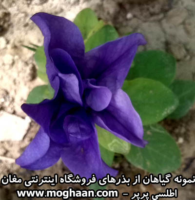 گل اطلسی پرپر