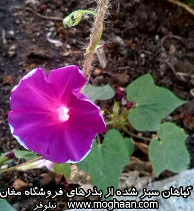 گل نیلوفر صورتی