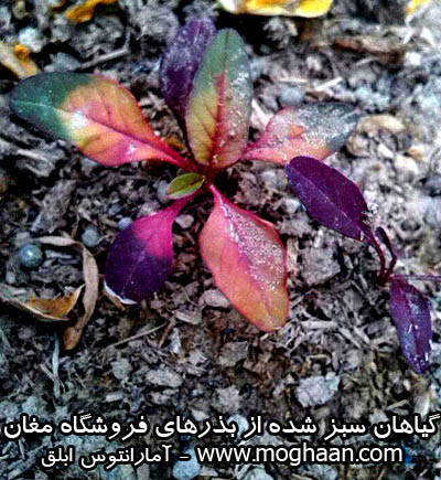 گل آمارانتوس ابلق