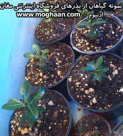 گل رز صحرایی