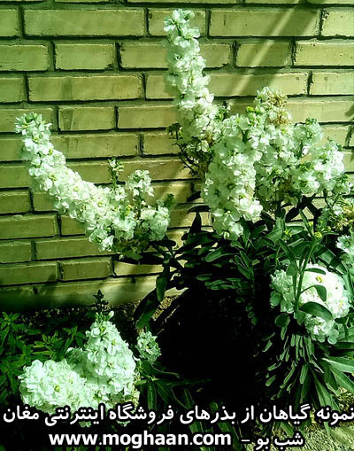 گل شب بو گلدانی