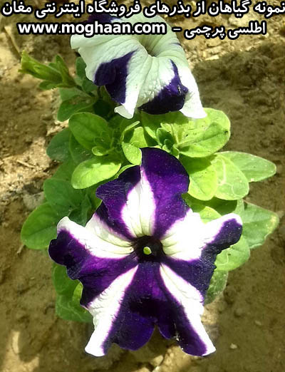 گل اطلسی پرچمی