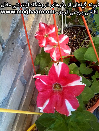 گل اطلسی پرچمی