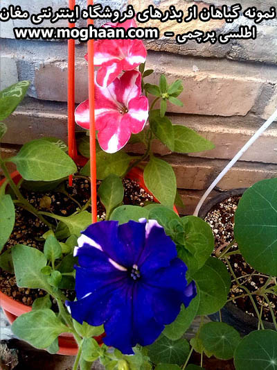 اطلسی پرچمی