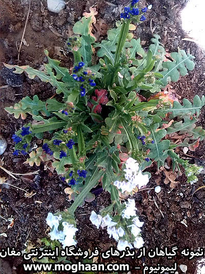 گل لیمونیوم