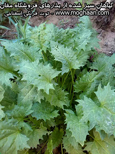 توت فرنگی اسفناجی