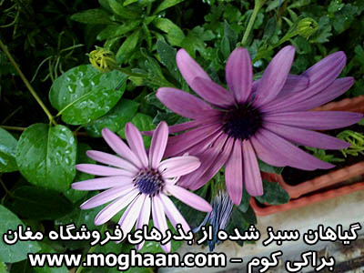 گل براکی کوم