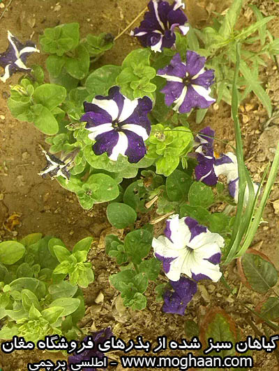 گل اطلسی پرچمی