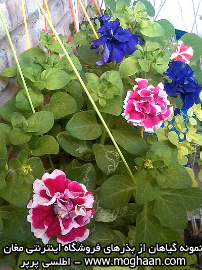 گل اطلسی پر پر