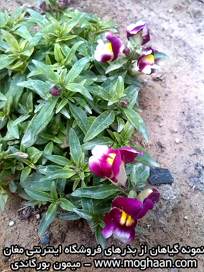 گل میمون بورگاندی