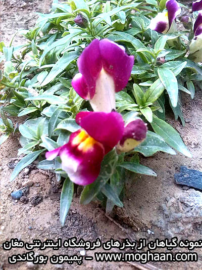 گل میمون بورگاندی