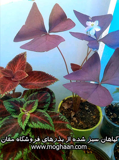 اکسالیس-حسن یوسف